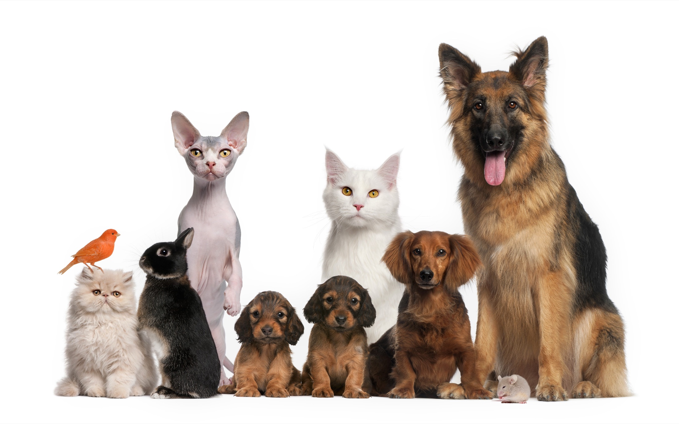 Dogs, cats, and other pets